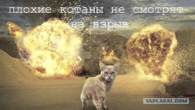 Брутальность этого котёнка зашкаливает!