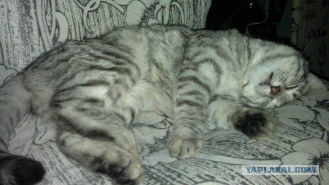 Котовторник - начало