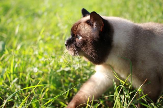 Домашние коты на природе