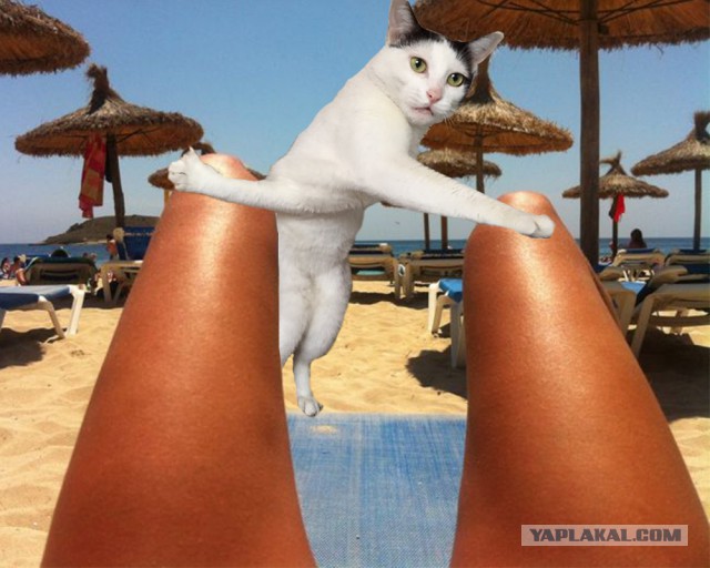 Фотожабы: Застрявшая кошка