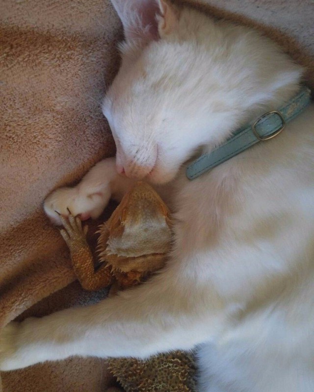 Прикольные животные
