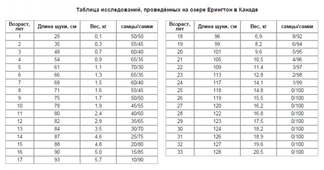 Новосибирский рыбак поймал щуку длиной с человека