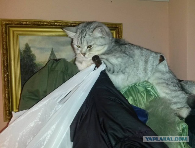 Котовторник 22.11.2016