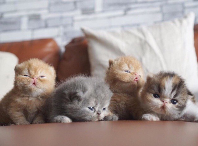 Коты из сети