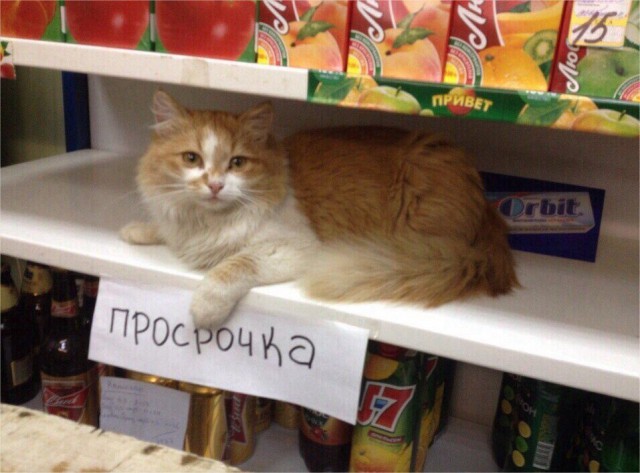 Подборка безудержного веселья