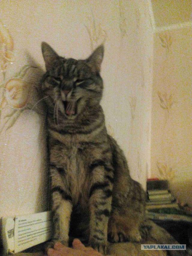 Котовторник 28.02.2017