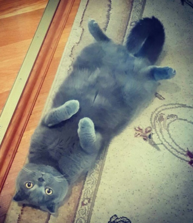 Коты и Кошки