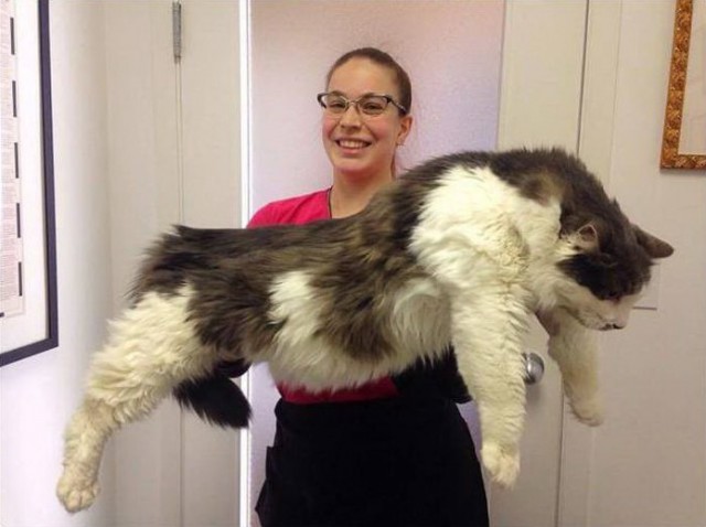 Коты и Кошки