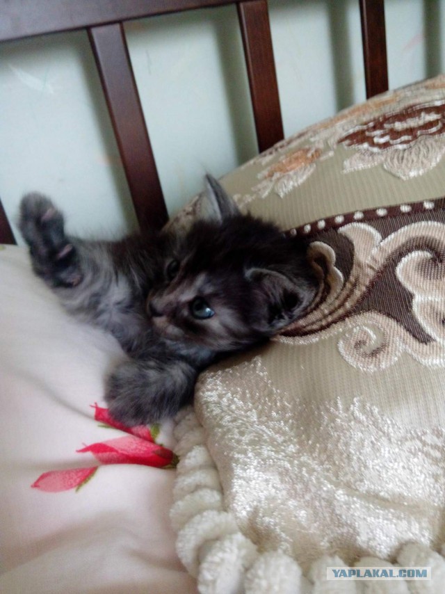 Котовторник 2.05.2017