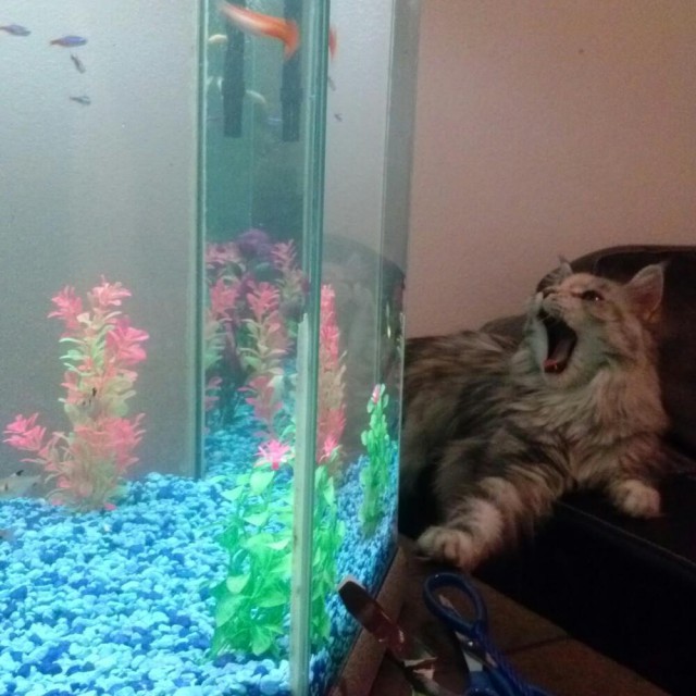 Коты и Кошки
