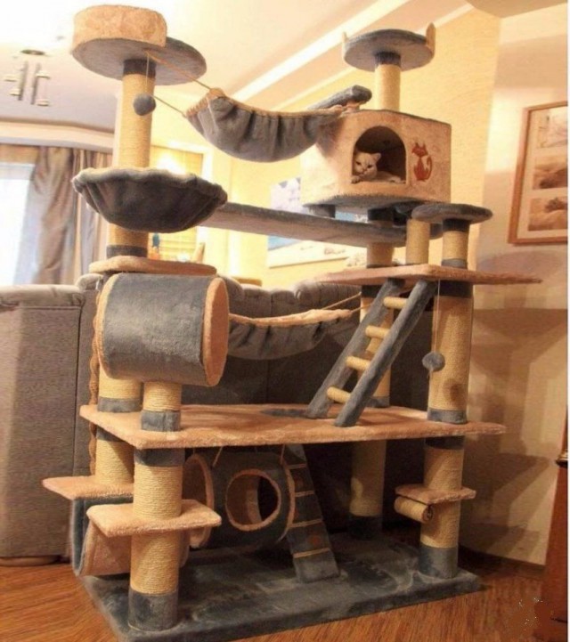 Коты и Кошки