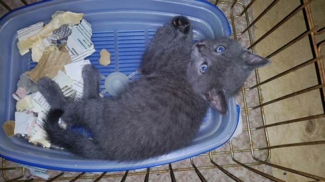 Котовторник 27.06.2017