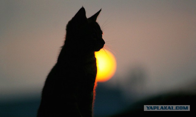 Осеннему котовторнику быть!