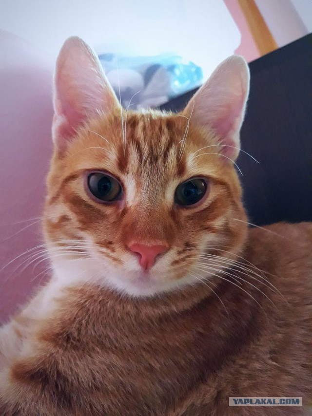 Котовторник 24.10.2017