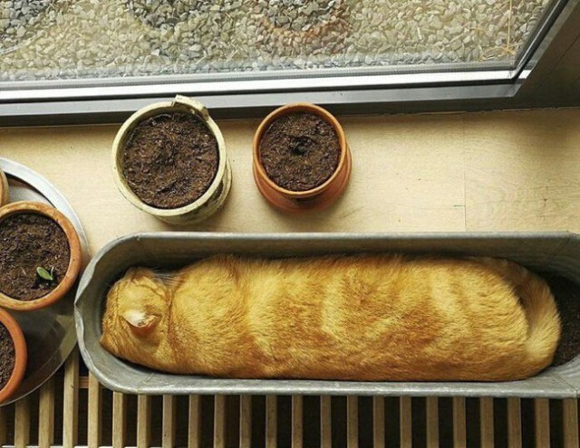 Коты и Кошки