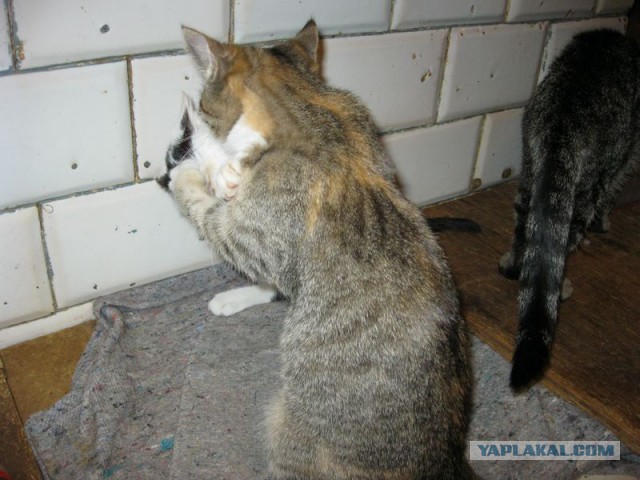 Жизнь домашнего приюта для котеек 196