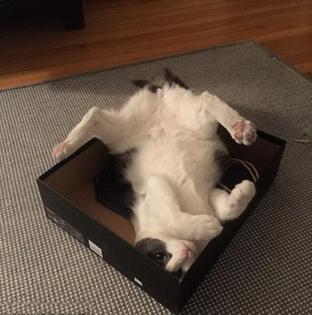Прикольных котов пост