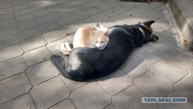 Бездомные кот и пес показали ростовчанам, что значит жить, «как кошка с собакой»