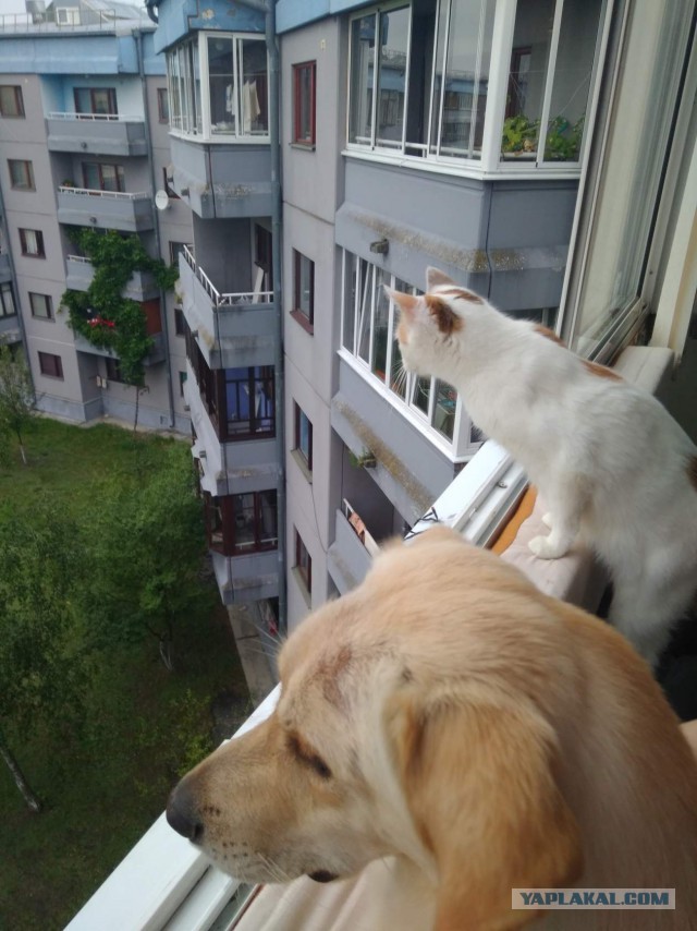 Котовторник 20.03.2018