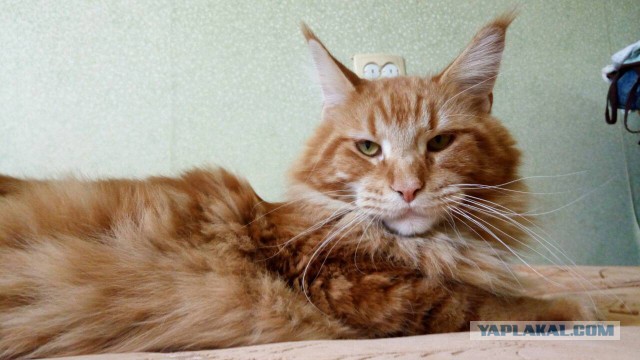Котовторник 19.06.2018
