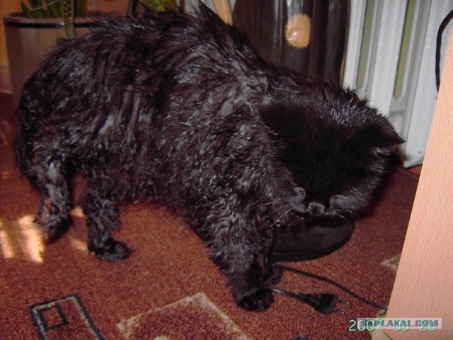 Котовторник на вторник! (30.09.2008)