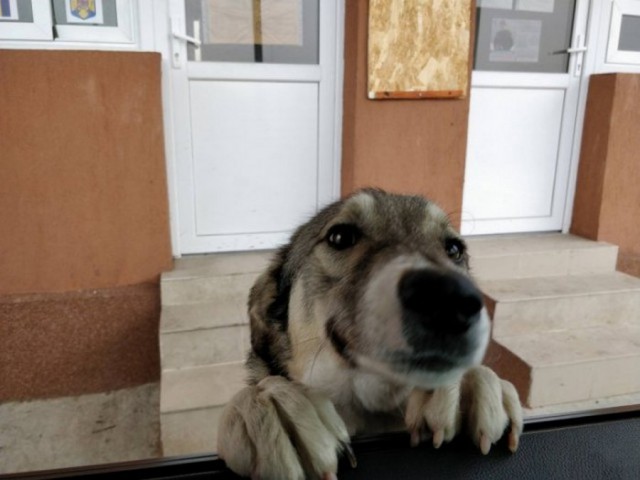 Живность из сети