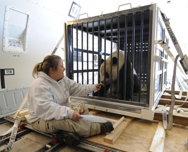Прощание с пандами