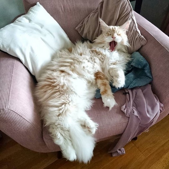 Прикольных котов пост