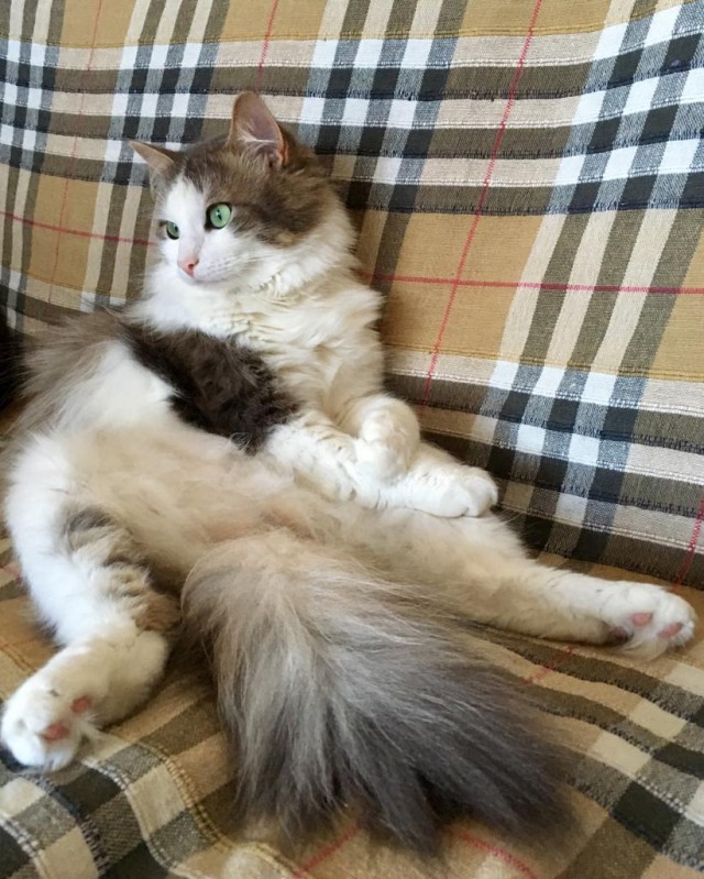 Котовторник 13-11-2018