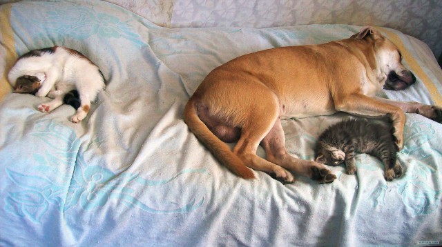 Котовторник в "КотоГетто"