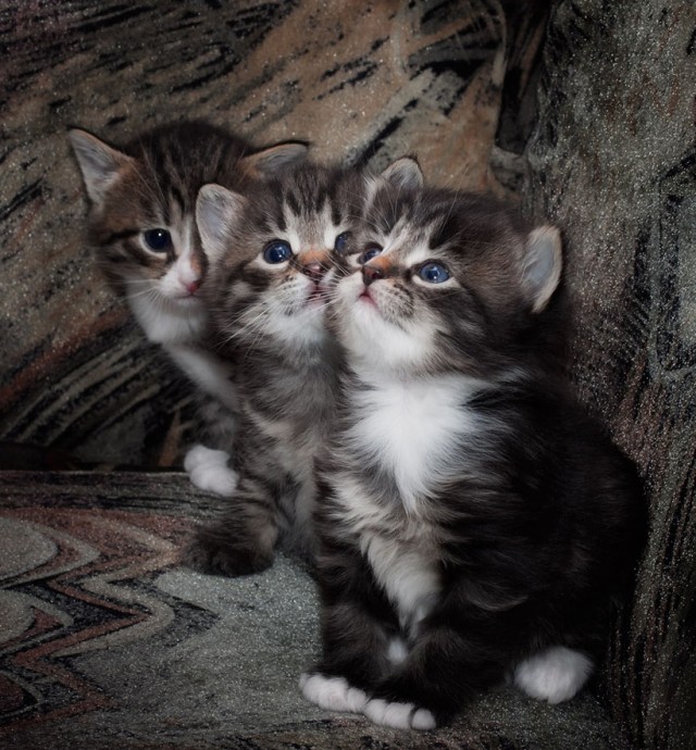 Котовторник! 11.10.11