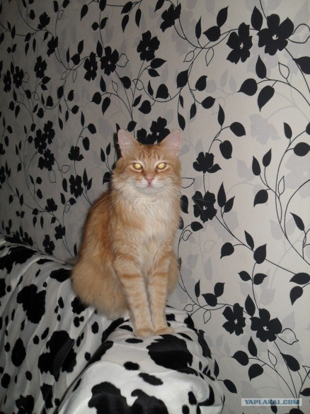 Котовторник (31.01.2012)