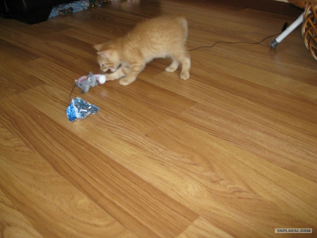Котовторник (07.02.2012)