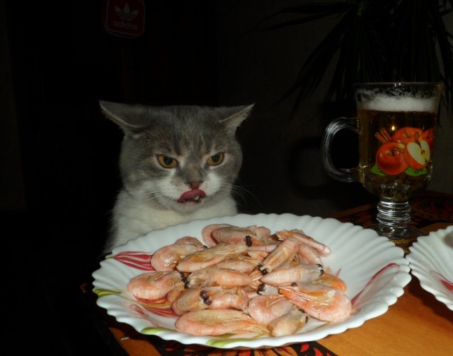 Котовторник (21.02.2012)
