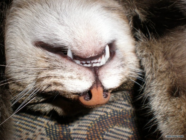 Котовторник  от 3.04.2012