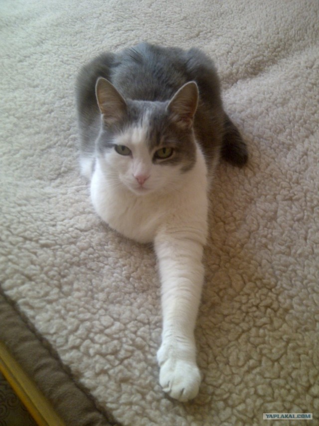 Котовторник 8 мая 2012