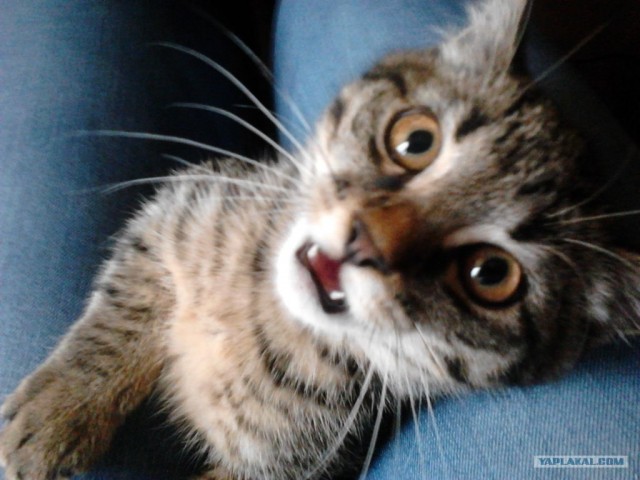 Котовторник 29.05.2012