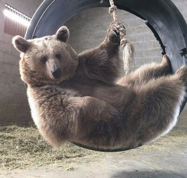 Милые животные. Мимиметр сломался