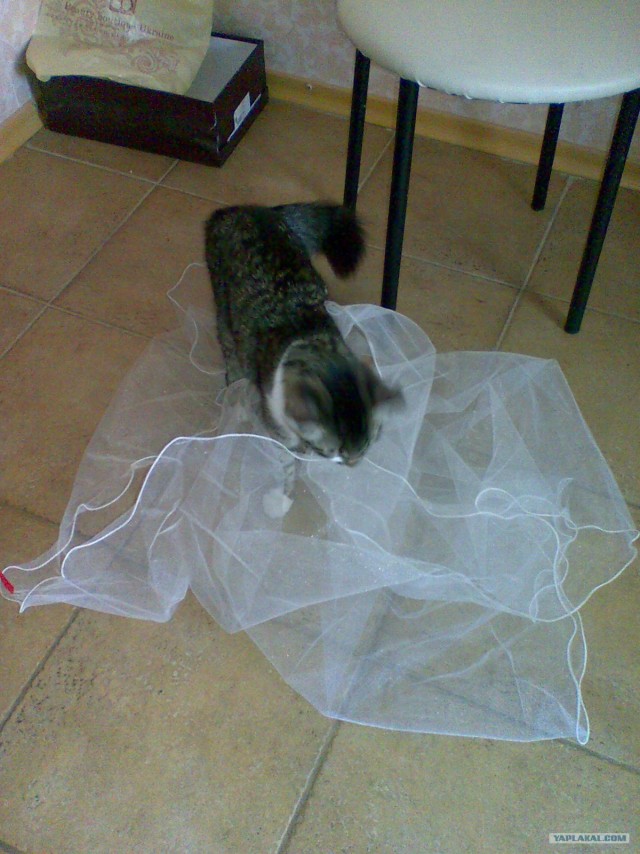 Котовторник 31.07.2012 г.