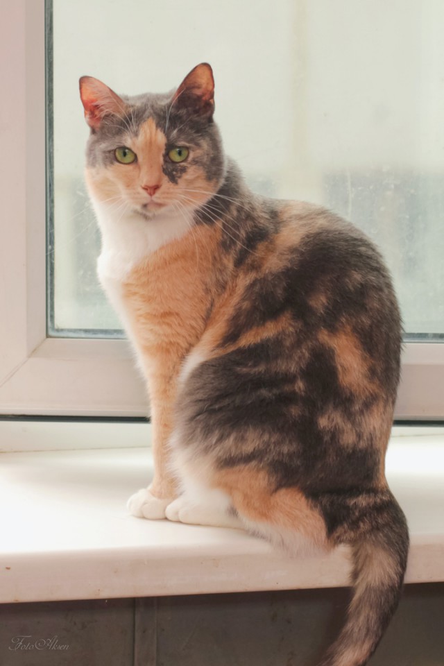 Прикольных котов пост