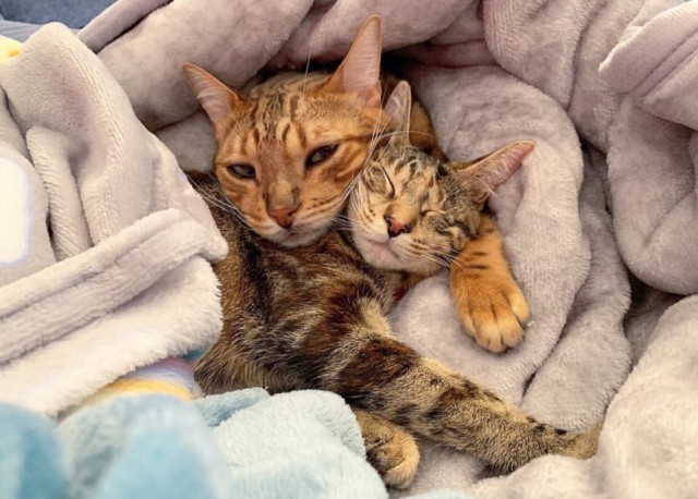Прикольных котов пост