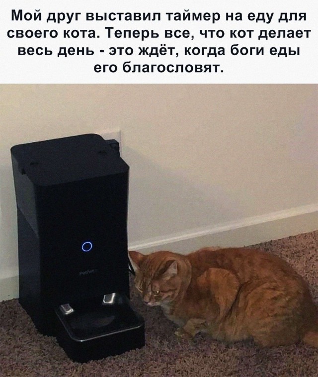 Прикольных котов пост