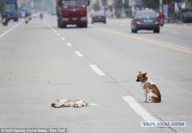 Проявление преданности...