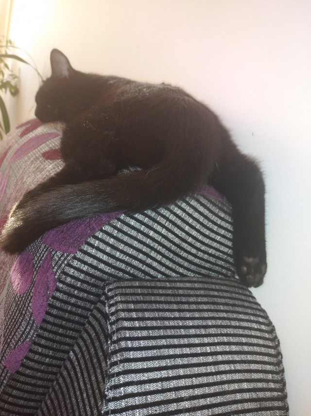 Коты из сети