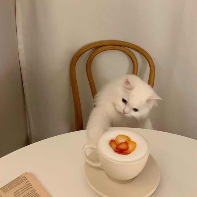 Коты из сети