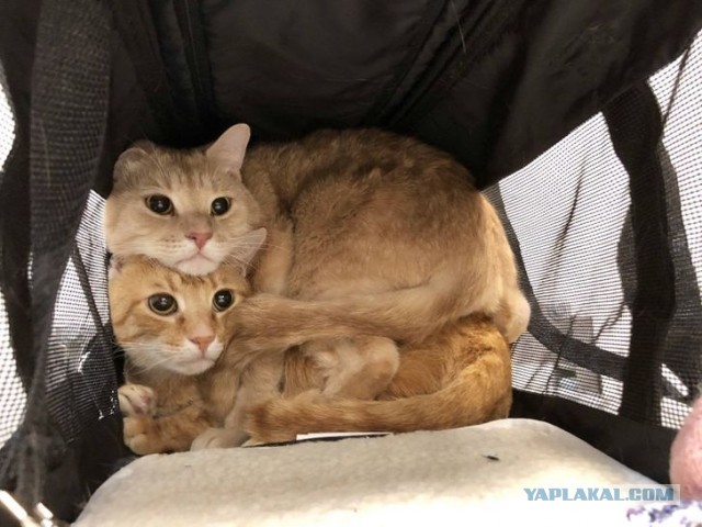 Котовторник?! Коты во вторник!