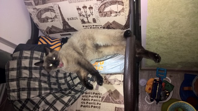 Котики обормотики