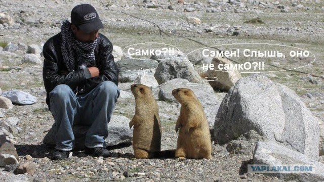 Сурки-гопники
