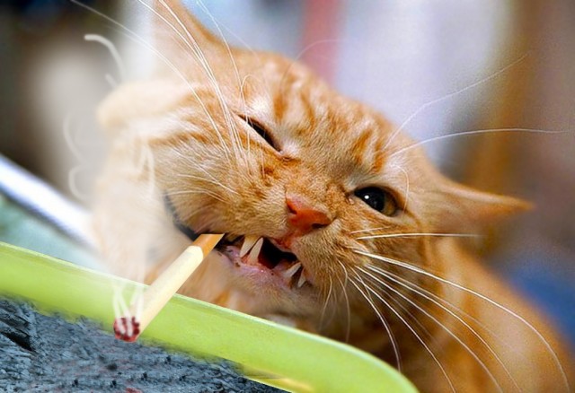 Фотожаба: Пятница у кота
