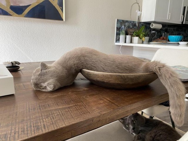 Коты они такие
